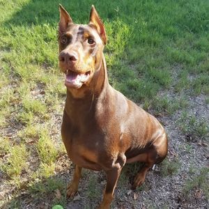 Meet your Posher, Meredith